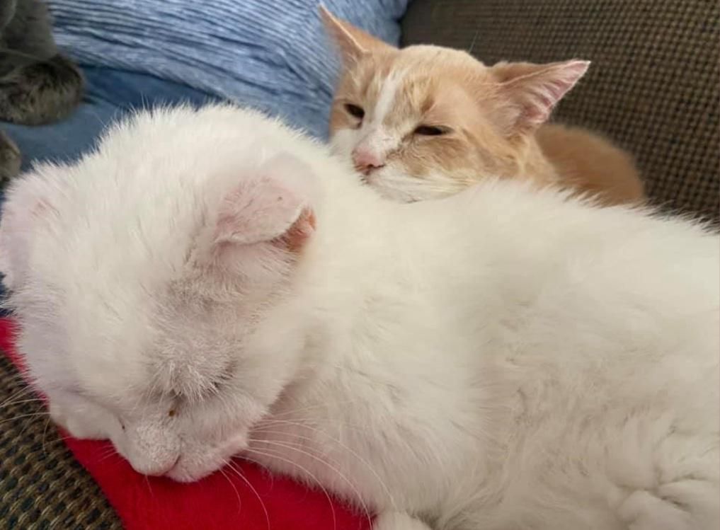 Couchkatzenfreunde