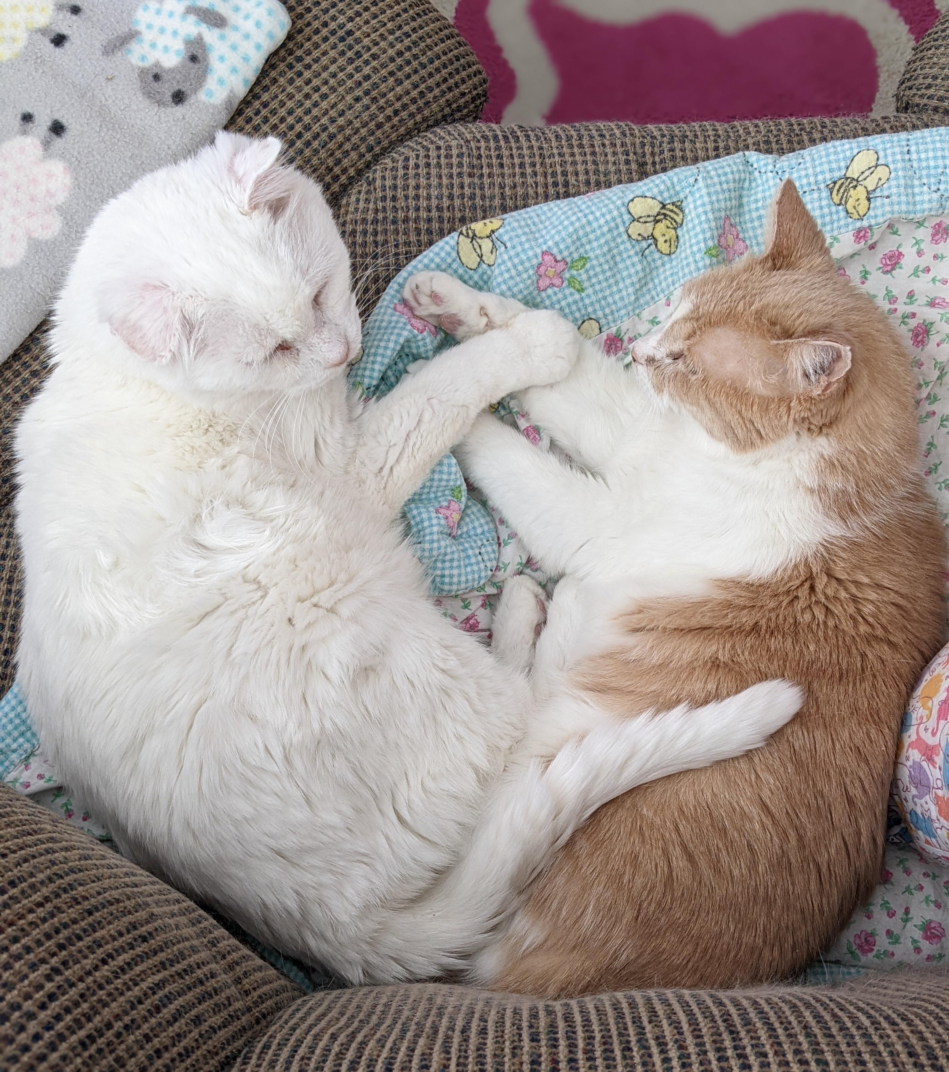 kuschelige katzen