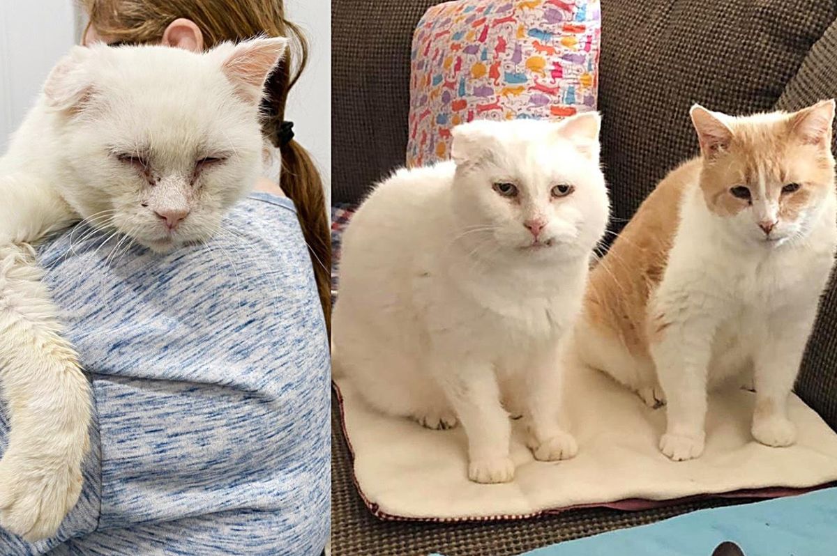 Cats Find Each Other After Years Roaming the Outdoors and Now Can Never Be Apart