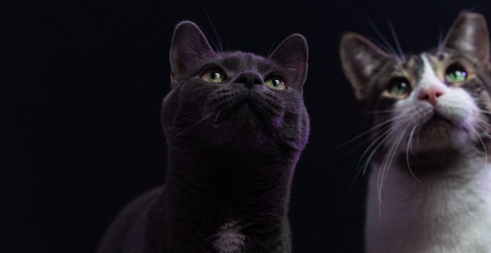 Two beloved cats had to be rehomed, and their full-circle story is bringing people to tears