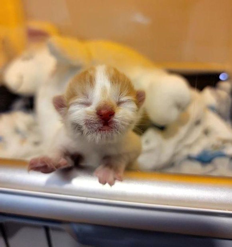 Inkubator für neugeborene Kätzchen