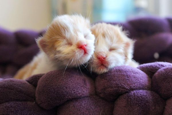 bonded kitten siblings