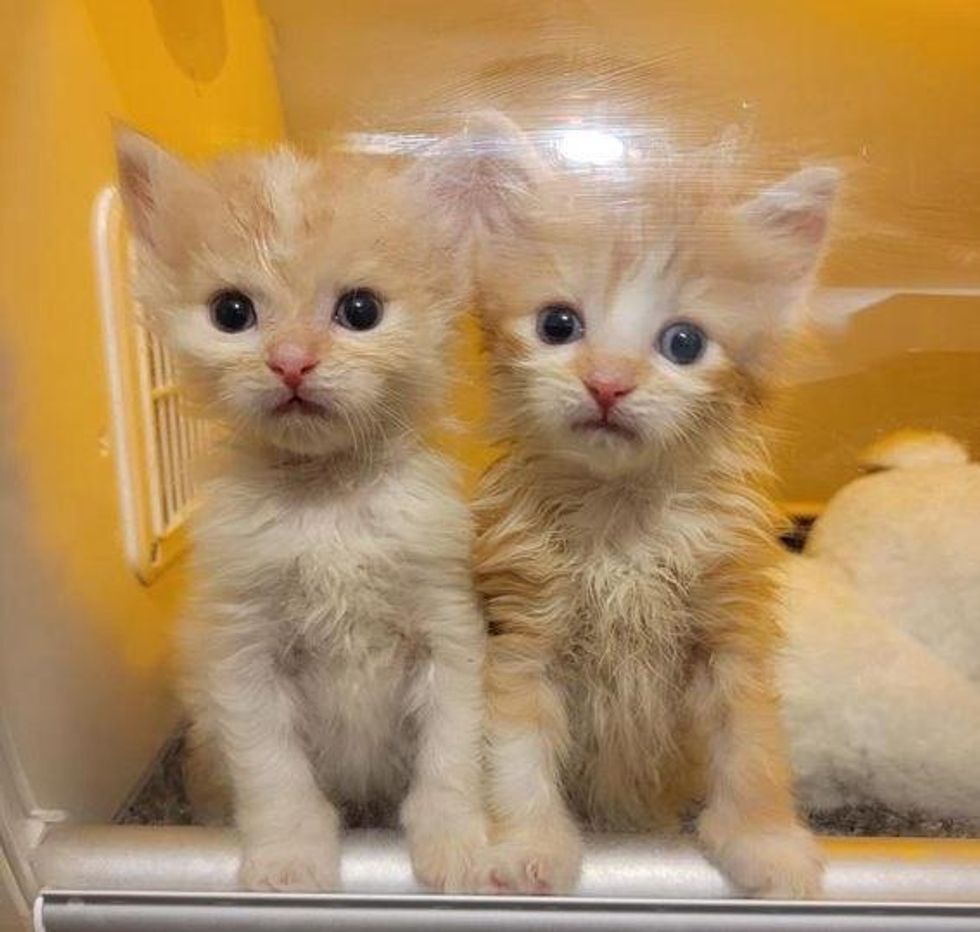 happy kittens twins