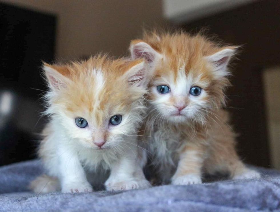 kittens fluffy