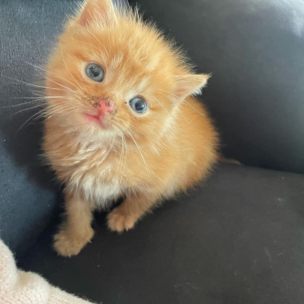Kitten Who Was Alone Wandering Outside, Now Purrs Blissfully Indoors