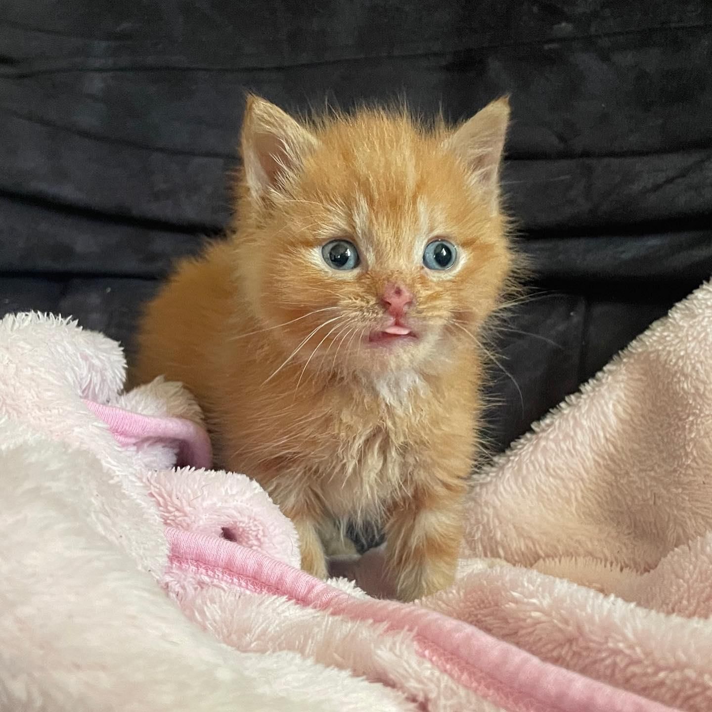 Kätzchen tabby zunge