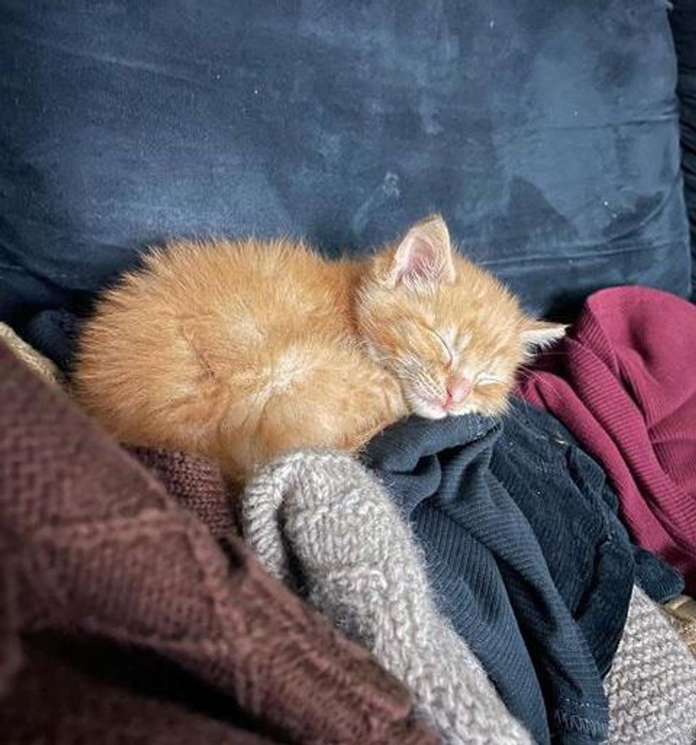 sleepy kitten laundry