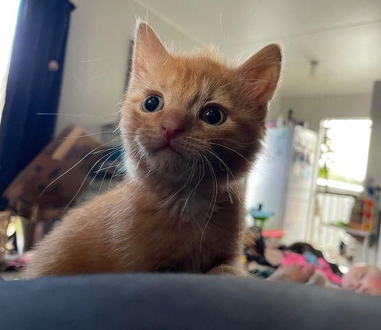 süßer orangefarbener Tabby