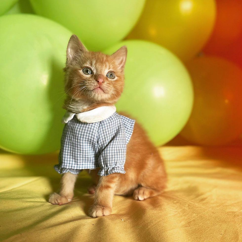 handsome tabby orange cat