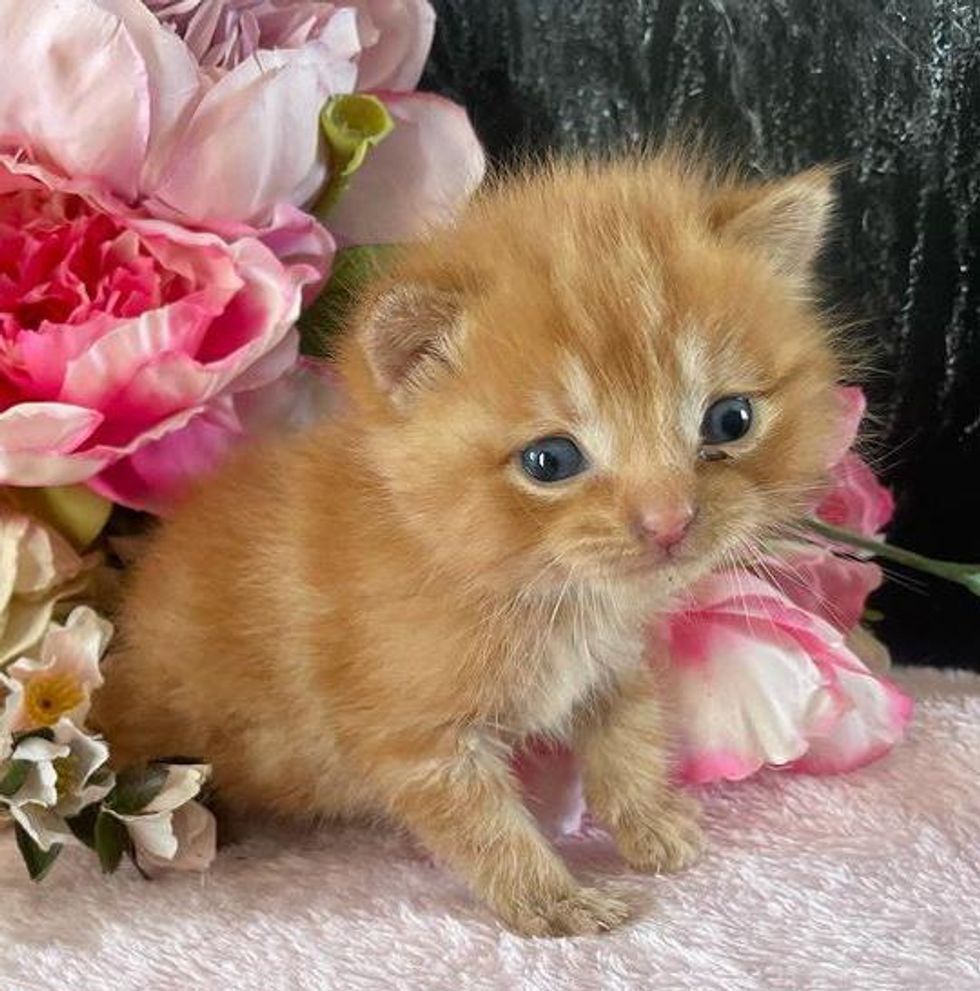 sweet tabby kitten flower