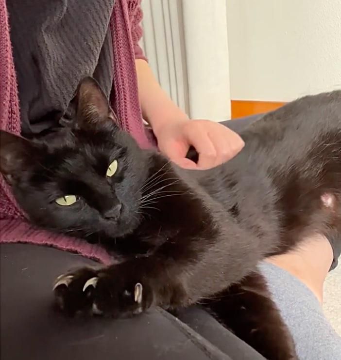 Schoß Katze