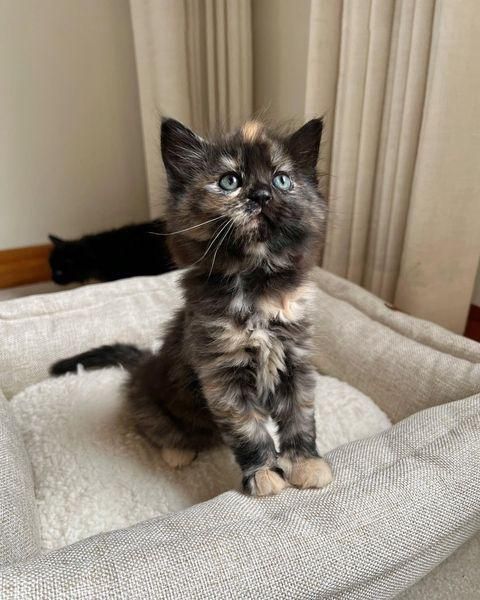 cute tortie kitten