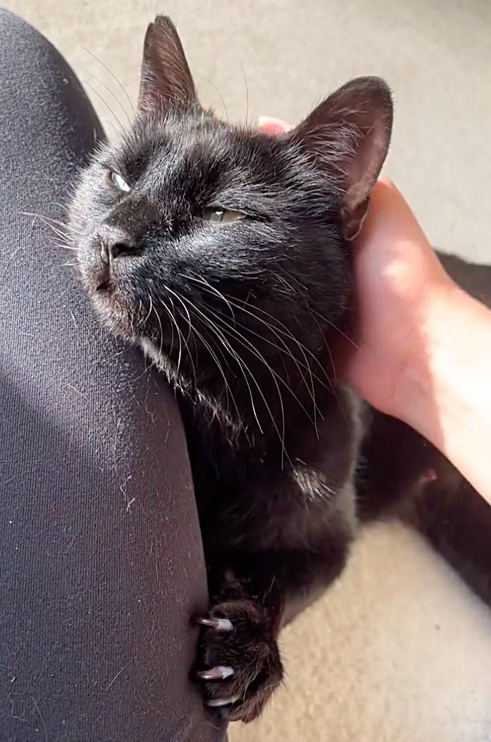 Schoß Katze