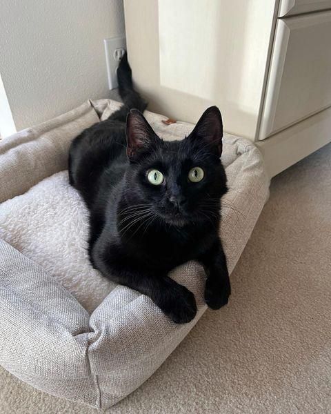 schöne panther kitty katze
