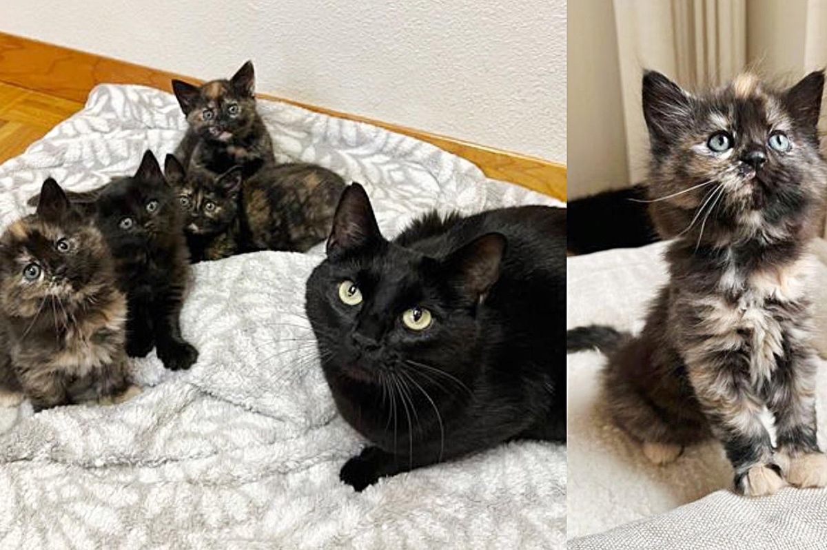 Cat Purrs Non-stop When She Finds a Quiet Home for Her Kittens and a Better Life for Them All