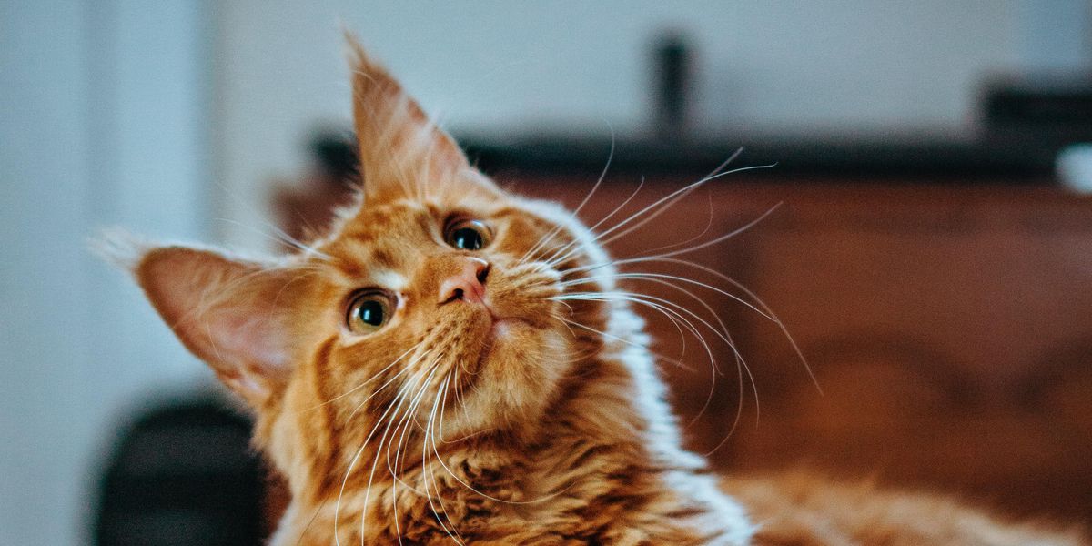 People Share The Best Tips Everyone Should Know Before Adopting A Cat