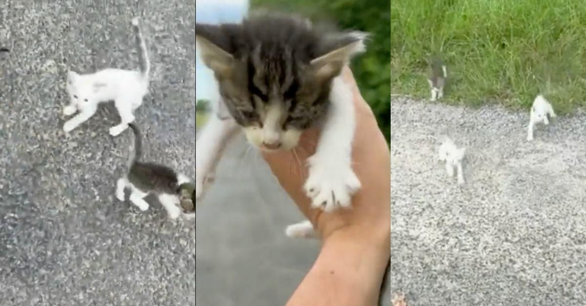 Guy Swarmed By Kittens After Stopping To Save One On Road VIDEO
