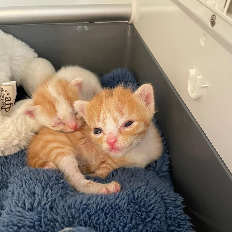 sweet kitten siblings