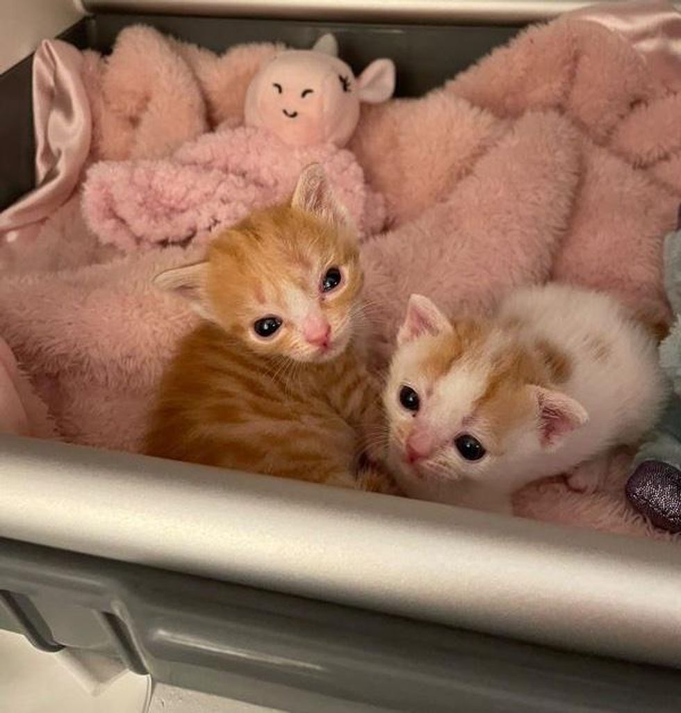 sweet kittens
