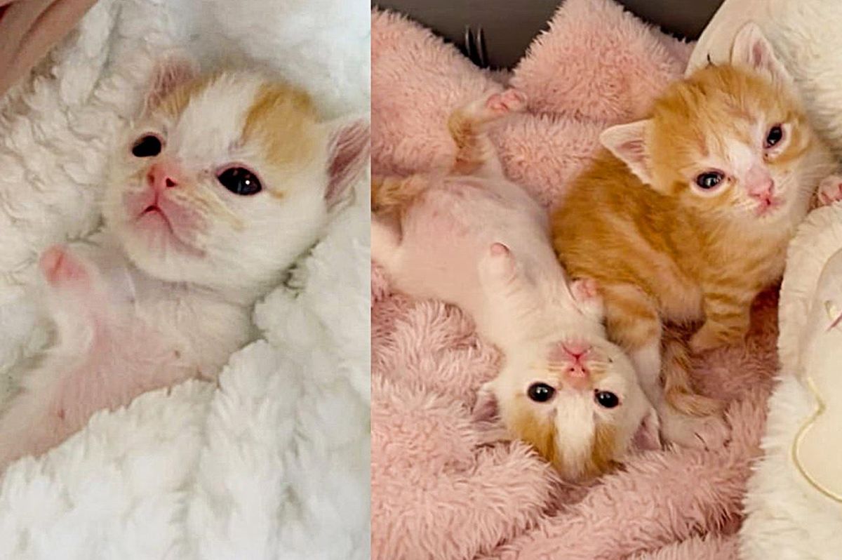 Kittens Wiggle Their Way for Hugs with Their Tiny Arms and So Happy to Be Cared for at Last