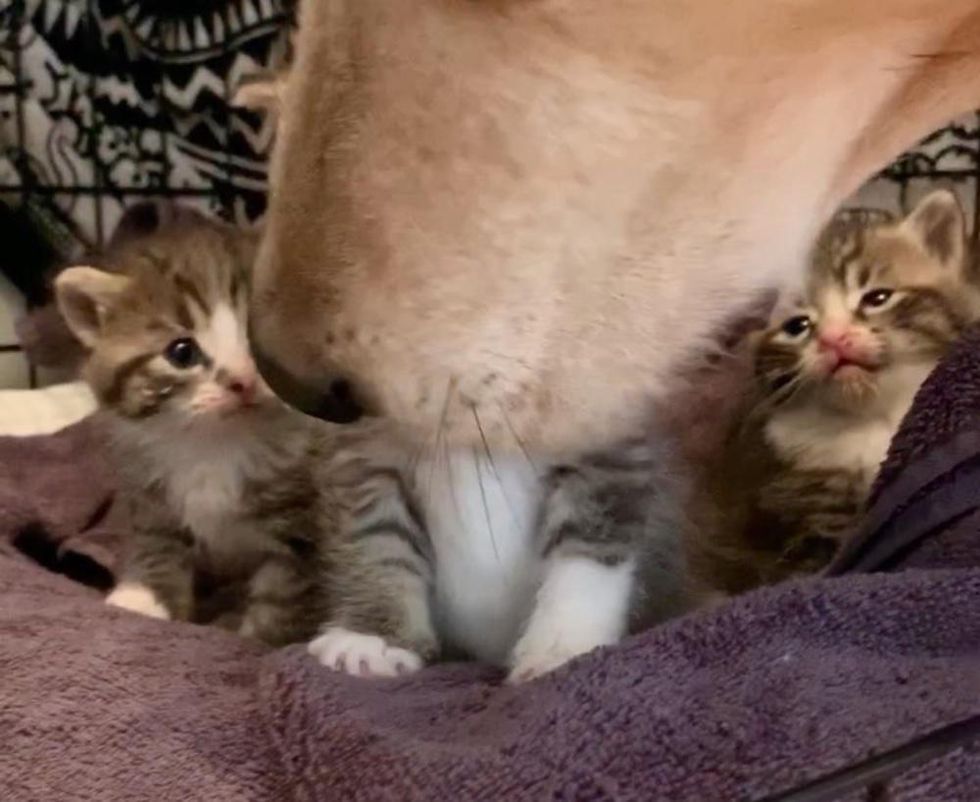 kittens bathed by dog