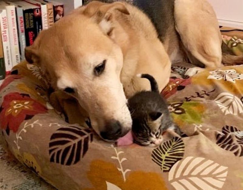 dog licks kitten