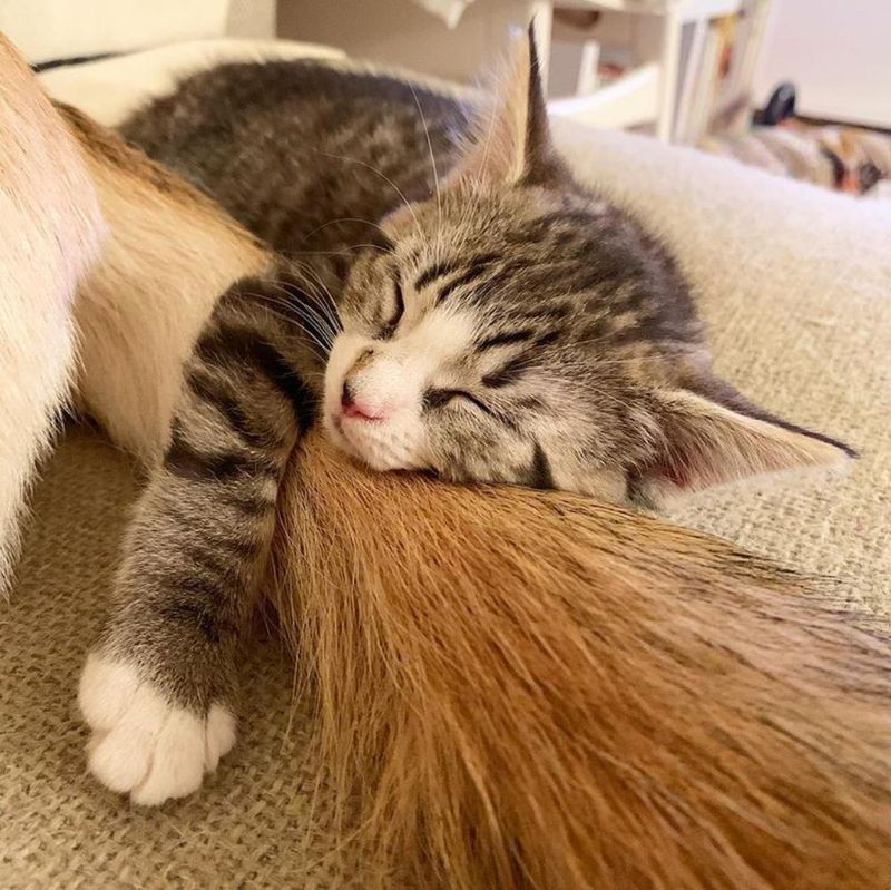 kitten hugs dog tail