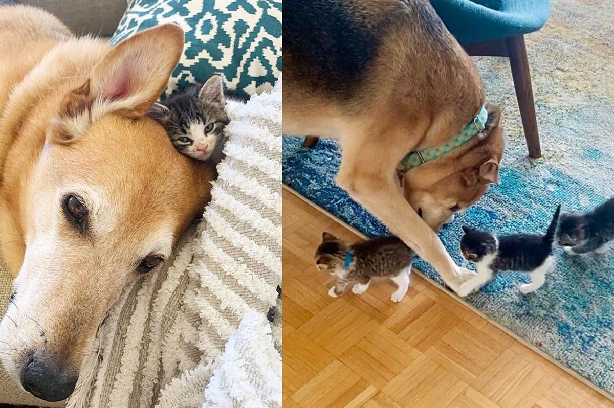 Kittens from the Street Grow to Adore Sweet Dog and Think He is Their 'Mother'