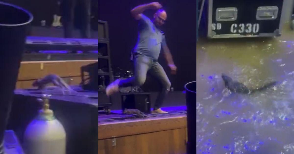 Video Of Guy Kicking Squirrel Off Stage At Halsey Concert During Torrential Downpour Sparks Outrage