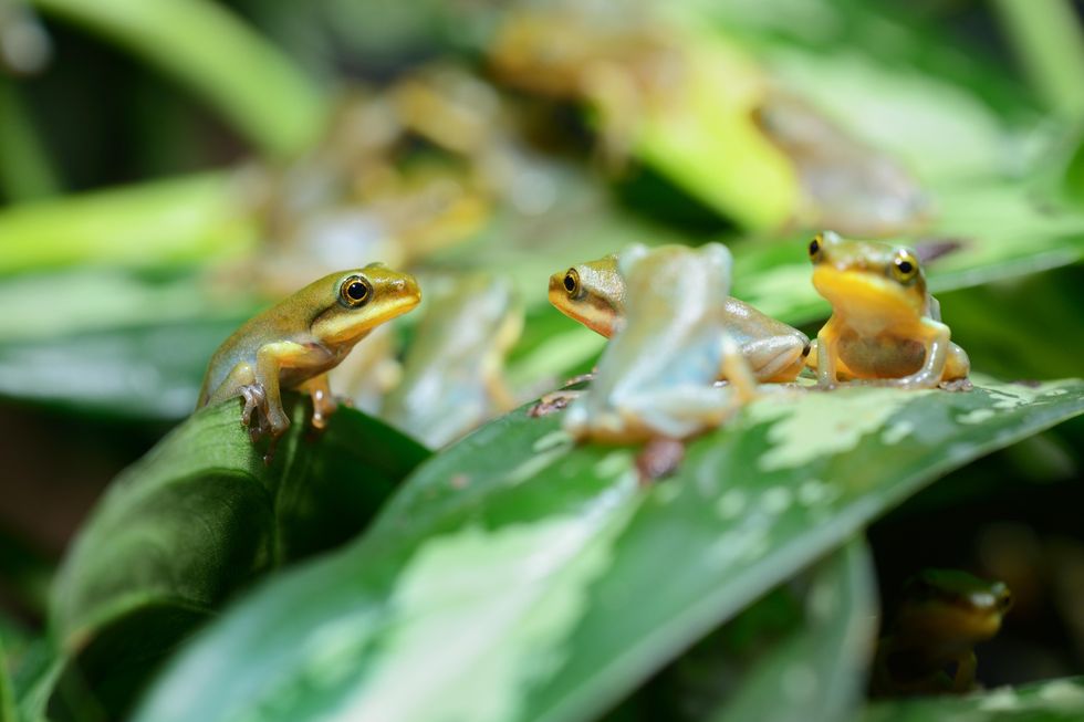 Four frogs on a leaf