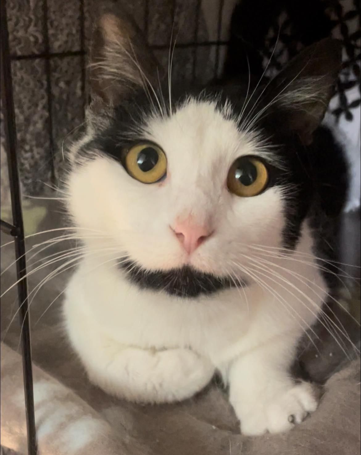 Süße Katze
