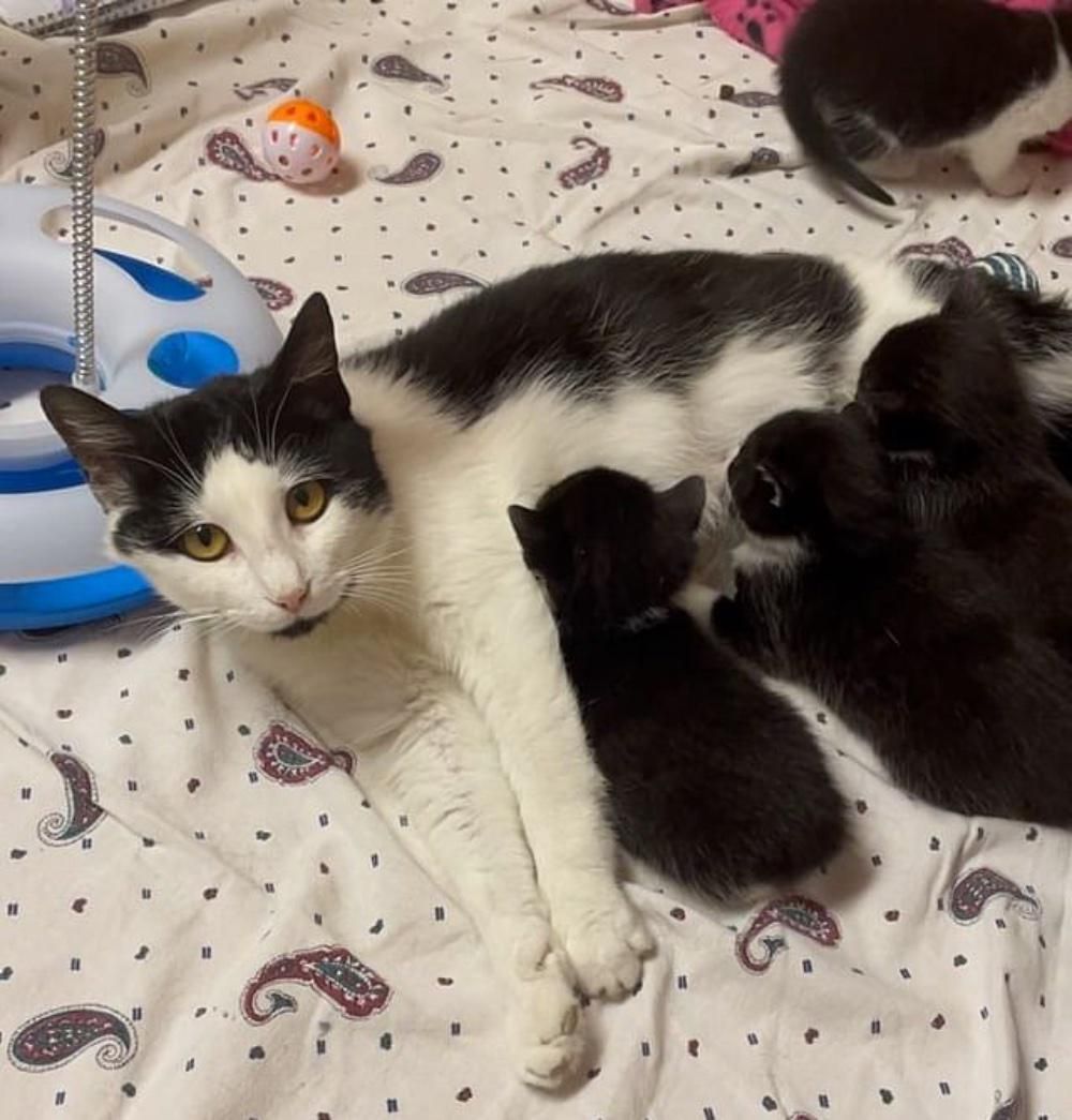 katze stillende kätzchen