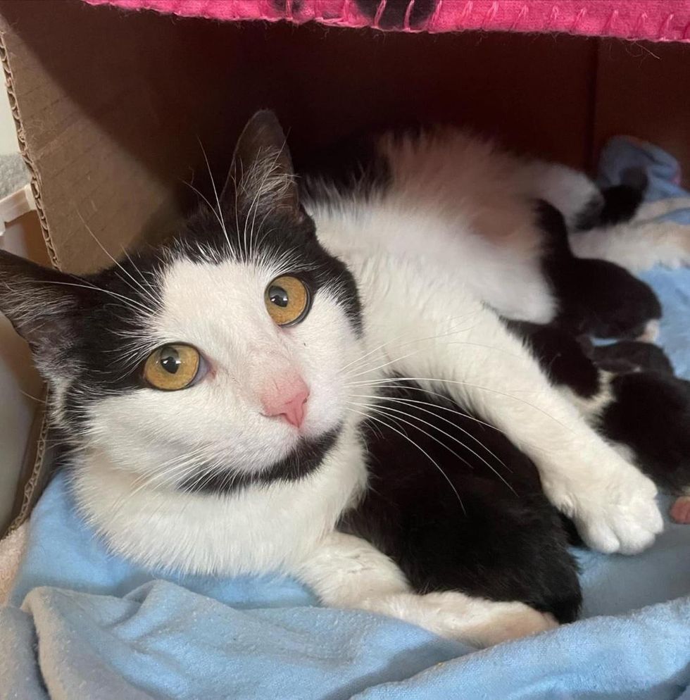 Cat Gets Some Help from Canine Buddy to Raise 7 Tuxedo Kittens While ...