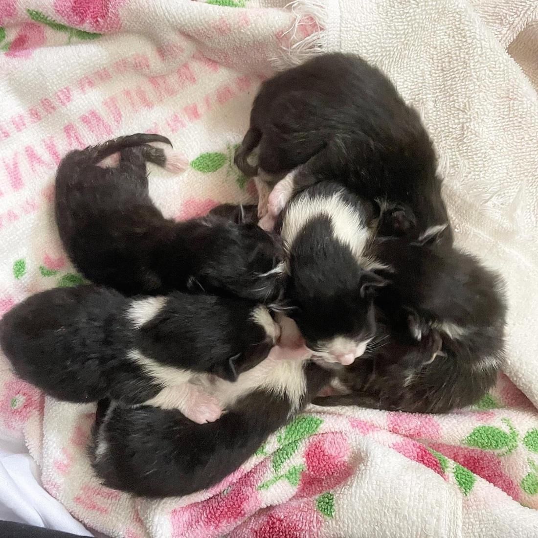 Newborn tuxedo sale kittens