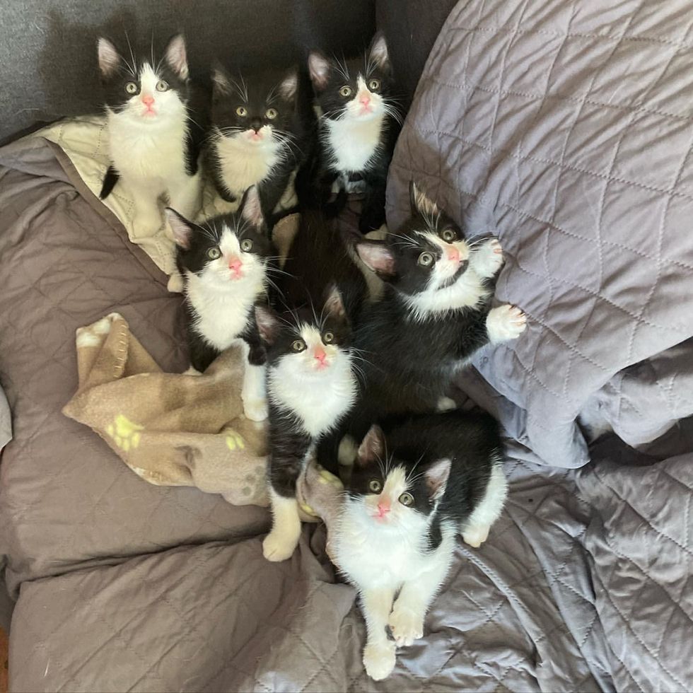 tuxedo kittens, black and white kittens