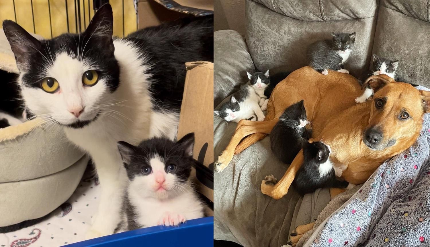 Cat Gets Some Help from Canine Buddy to Raise 7 Tuxedo Kittens While She Learns to Trust