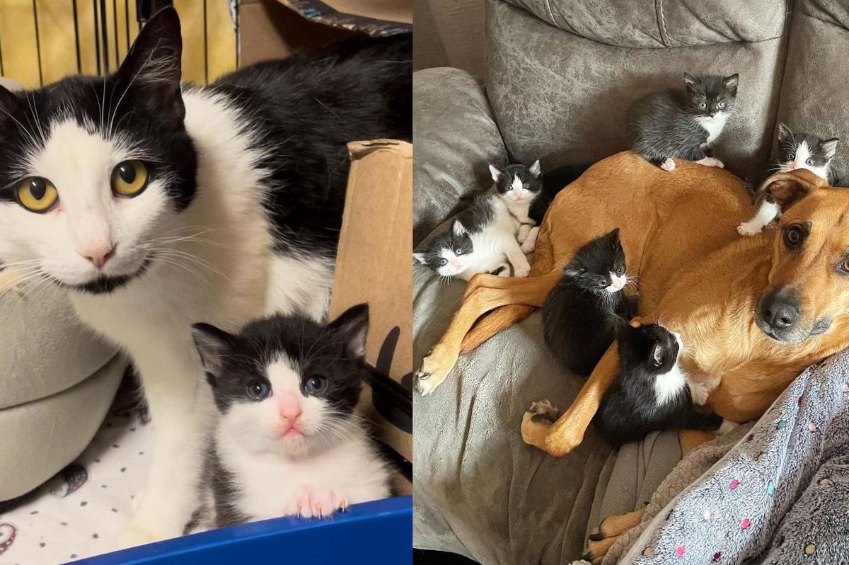Cat Gets Some Help from Canine Buddy to Raise 7 Tuxedo Kittens While She Learns to Trust