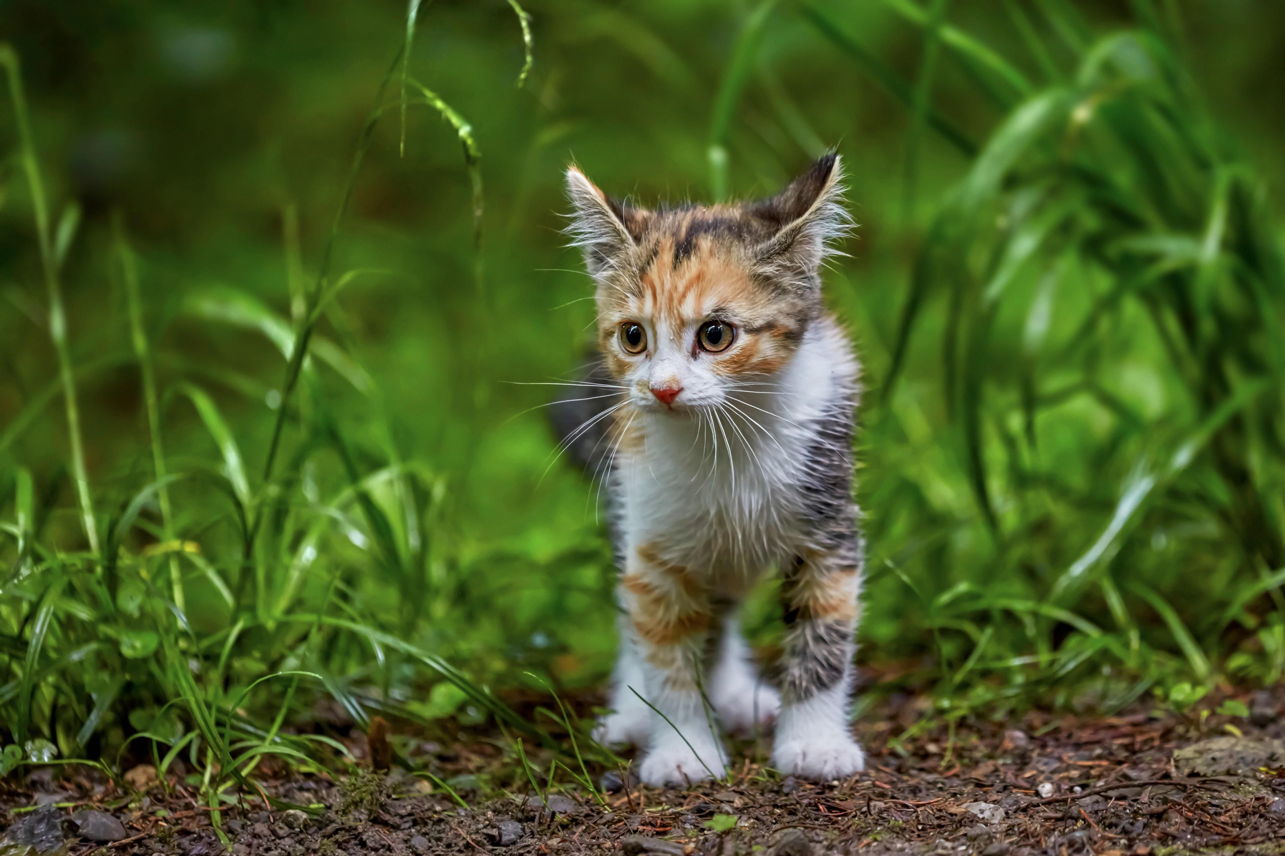 What to do with a stray orders baby kitten