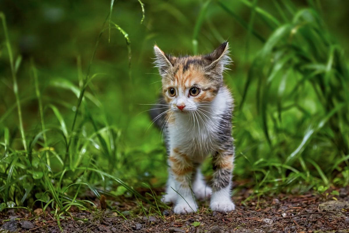 stray kitten; rescue;