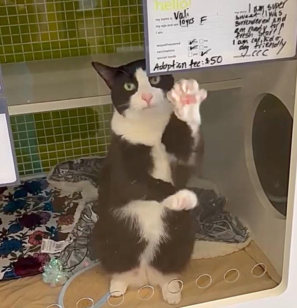 Katzenpfotenschutz