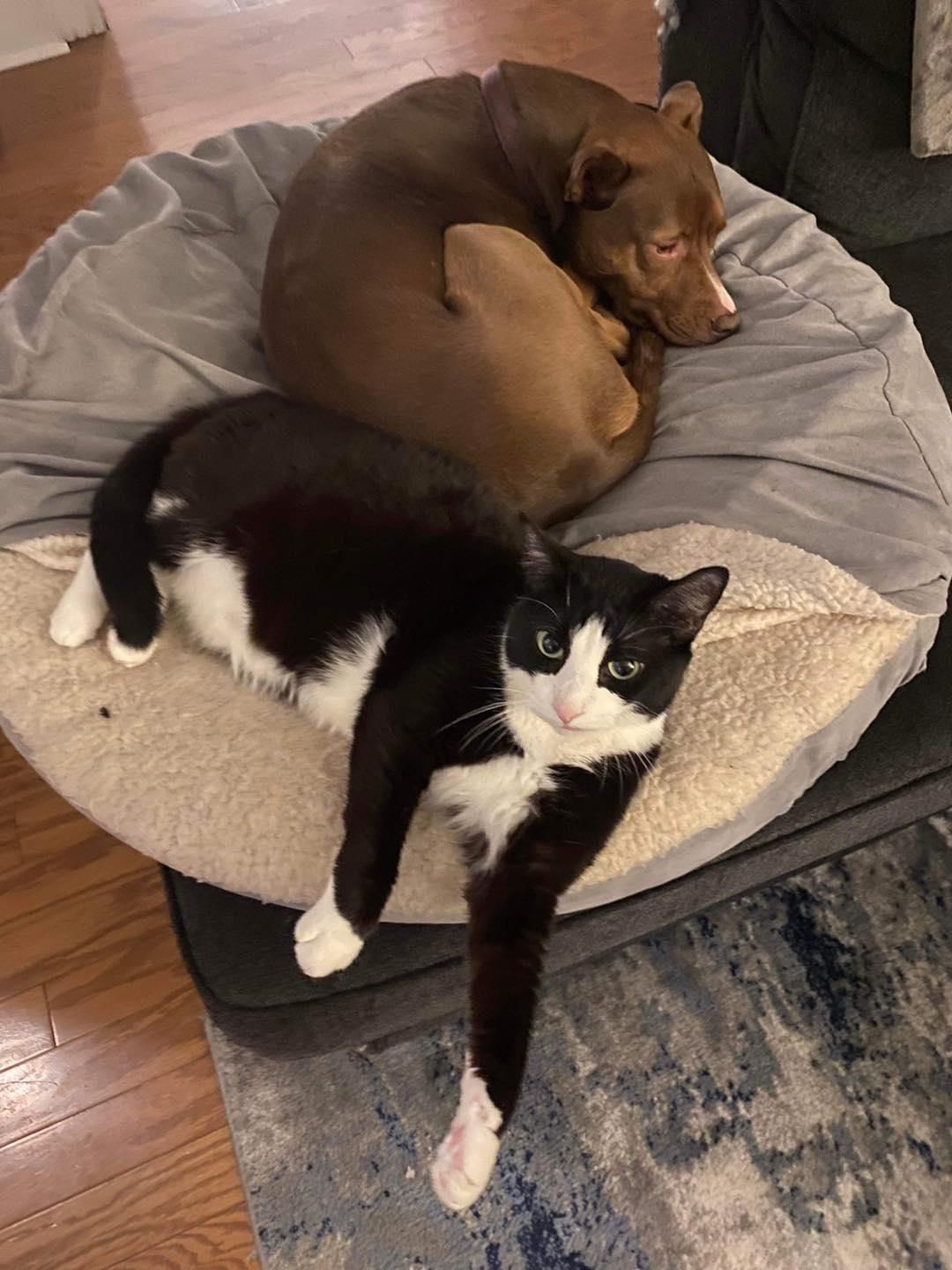 Katzen-Hunde-Freunde