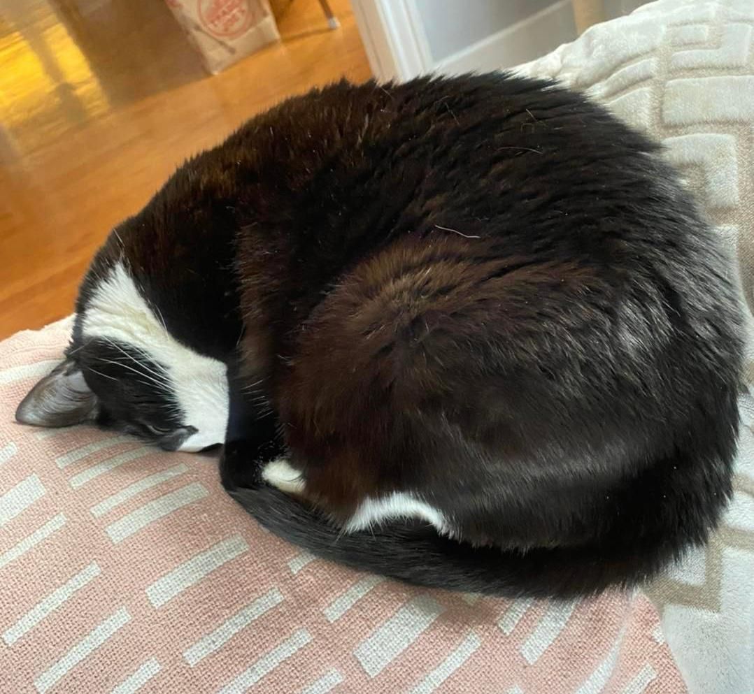 Katze zusammengerollt