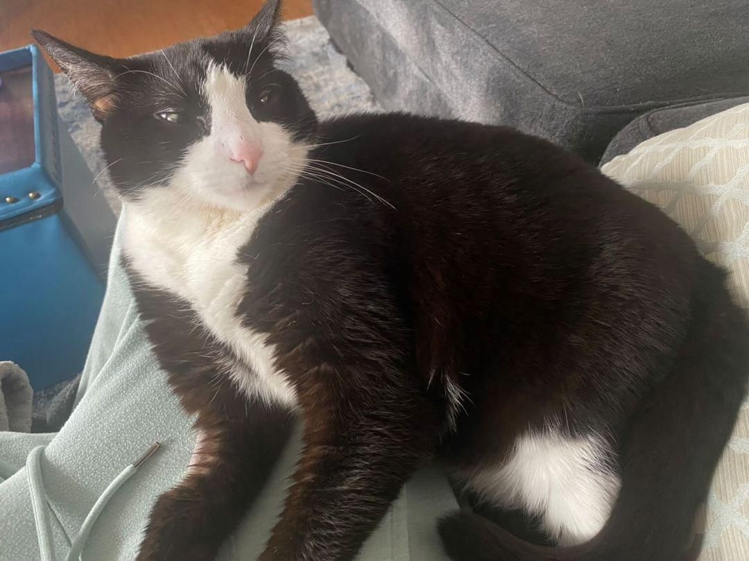 Schoßkatzen-Smoking