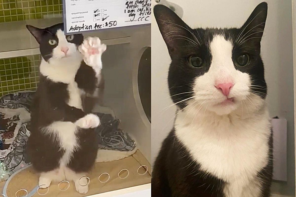 10-year-old Cat Gets Up on Her Hind Paws and Waves to Get People to Notice Her