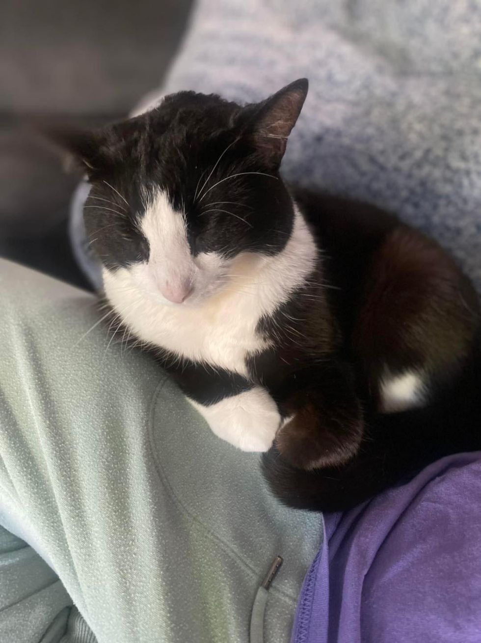 Schoßkatze schnurrt