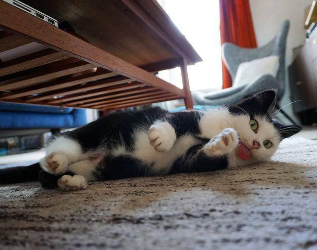 Katze mit herausgestreckter Zunge