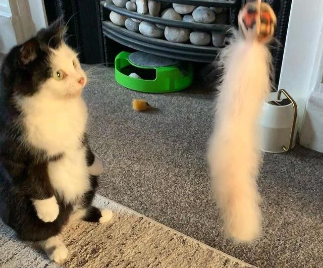 Stehendes flauschiges Katzenspielzeug