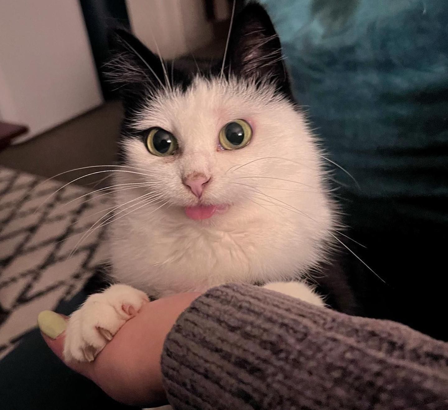 Katzenzunge heraus, hält Pfoten
