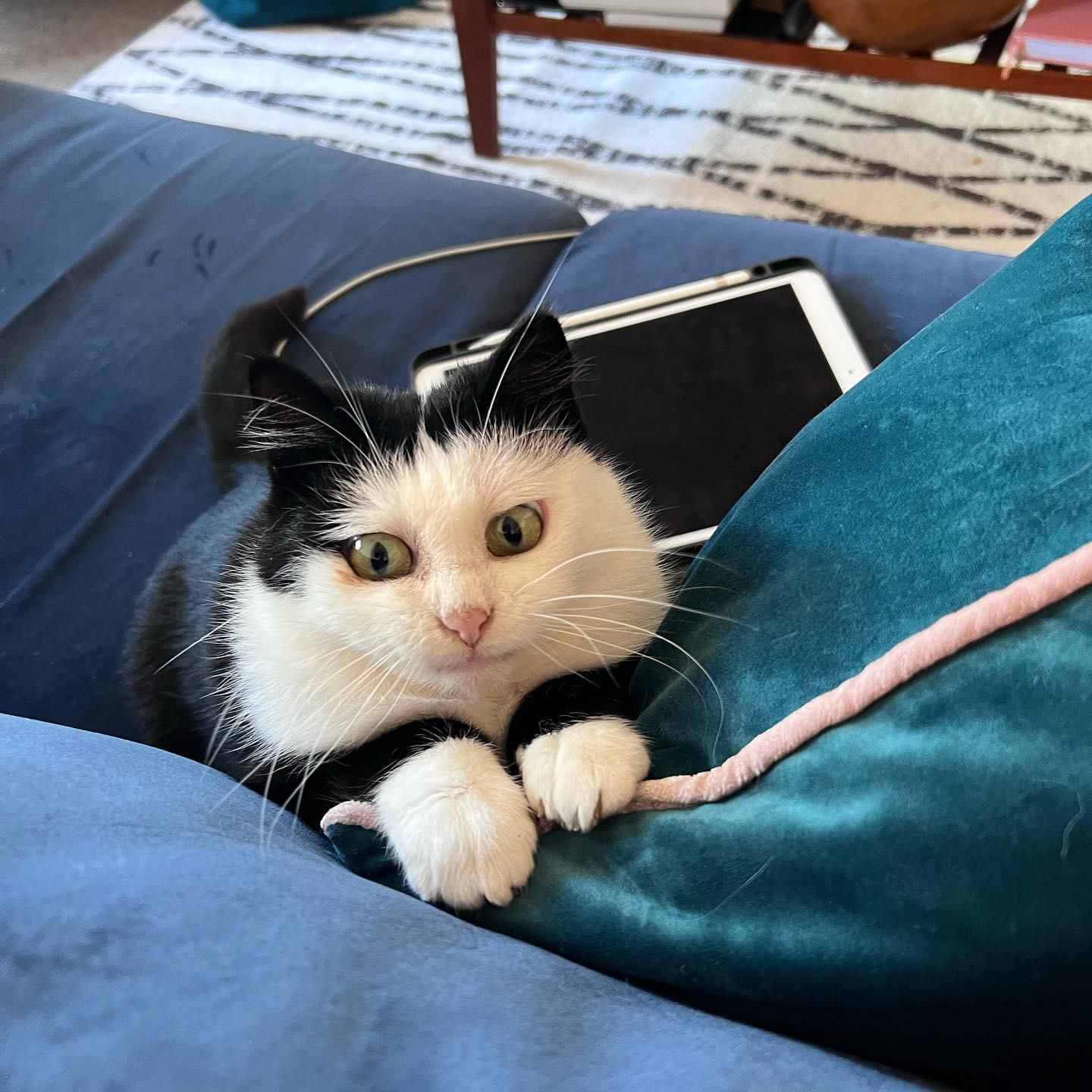 Katzen-Cartoon-Augen