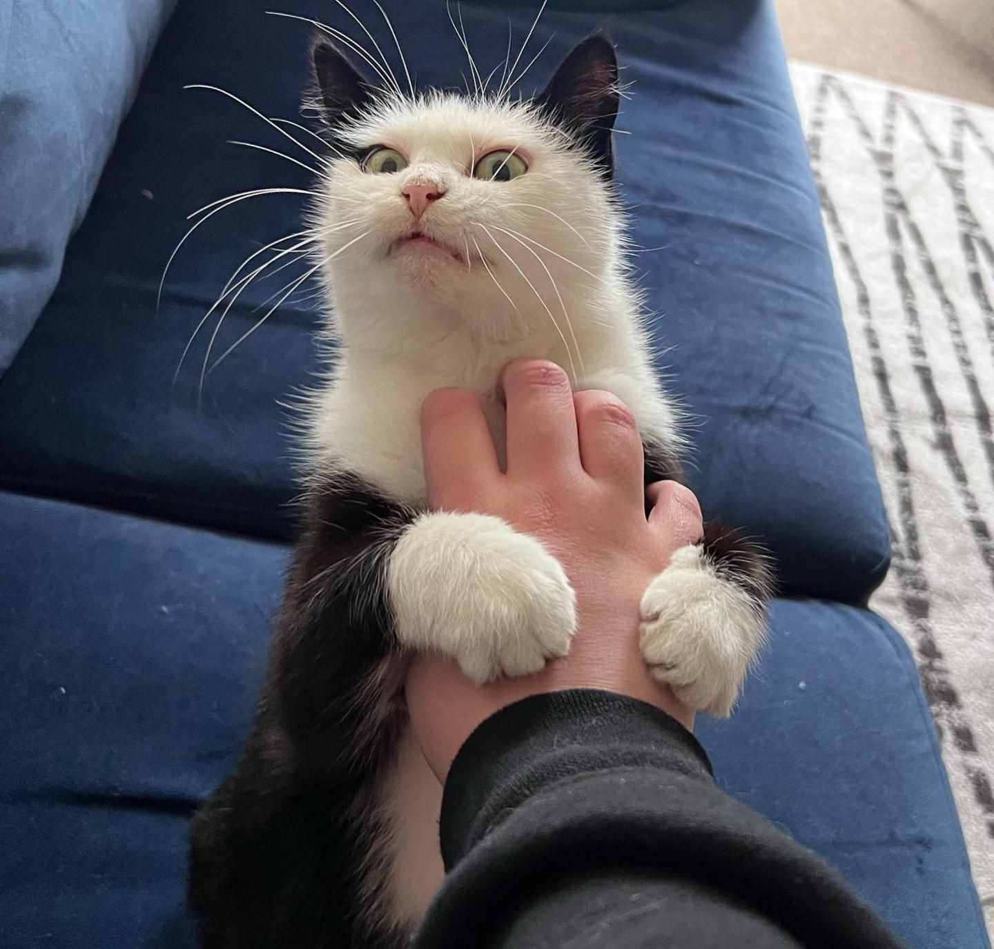 Katze umarmt